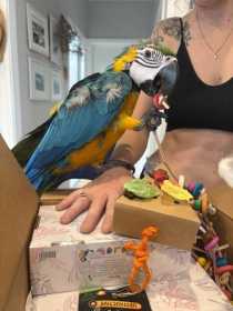 Lost Macaw