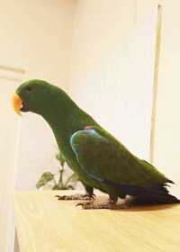 Lost Eclectus