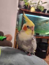 Lost Cockatiel