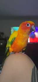 Lost Conure