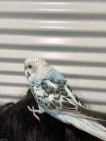 Lost Budgerigar