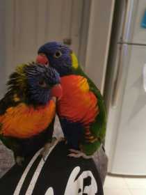 Lost Lory / Lorikeet