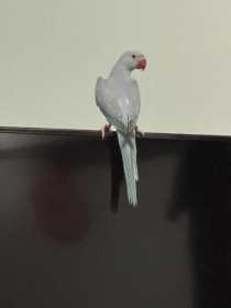 Lost Indian Ringneck Parakeet