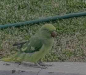 Lost Indian Ringneck Parakeet