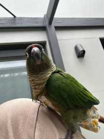 Lost Conure