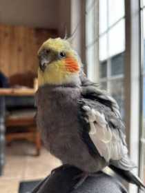 Lost Cockatiel