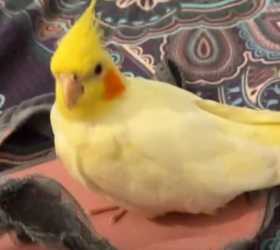 Lost Cockatiel