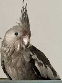 Lost Cockatiel