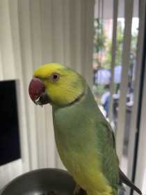 Lost Indian Ringneck Parakeet