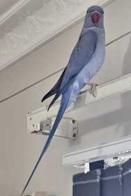 Lost Australian Ringneck Parakeet