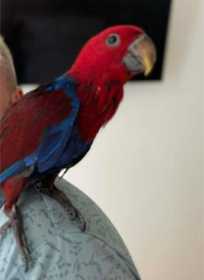 Lost Eclectus