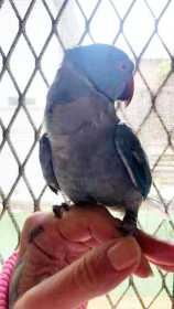 Lost Indian Ringneck Parakeet