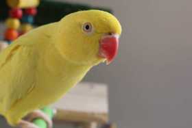 Lost Indian Ringneck Parakeet