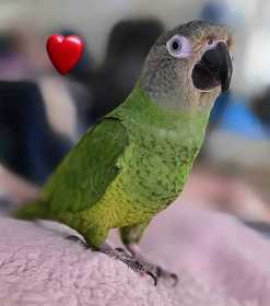 Lost Conure