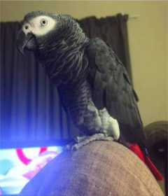 Lost African Grey