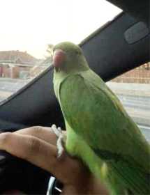 Lost Indian Ringneck Parakeet