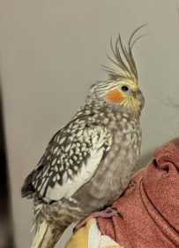 Lost Cockatiel