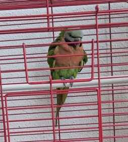 Lost Mustached / Moustached Parakeet