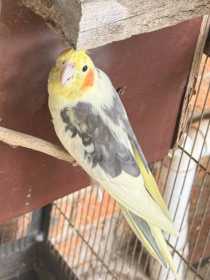 Lost Cockatiel