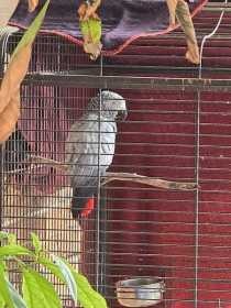 Lost African Grey