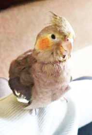 Lost Cockatiel