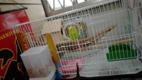 Lost Budgerigar