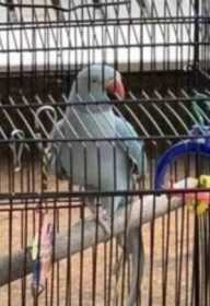 Lost Indian Ringneck Parakeet