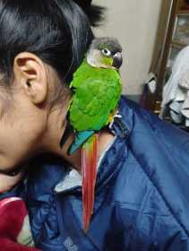 Lost Conure