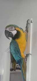 Lost Macaw