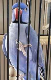 Lost Indian Ringneck Parakeet