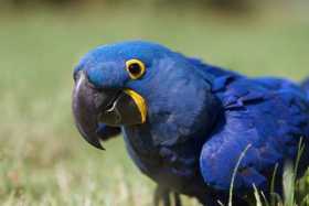 Lost Macaw