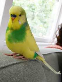 Lost Budgerigar
