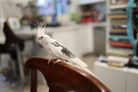 Lost Cockatiel