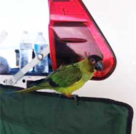 Lost Conure