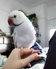 Lost Indian Ringneck Parakeet