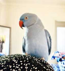 Lost Indian Ringneck Parakeet
