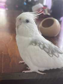 Lost Cockatiel