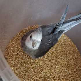 Lost Cockatiel