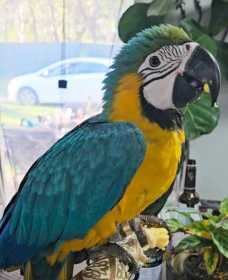 Lost Macaw
