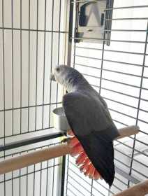 Lost African Grey