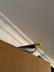 Lost Cockatiel