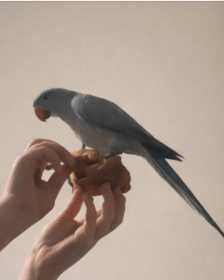 Lost Indian Ringneck Parakeet