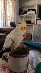 Lost Cockatiel