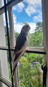 Lost Cockatiel