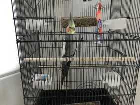Lost Cockatiel