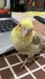 Lost Cockatiel