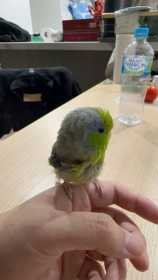 Lost Parrotlet