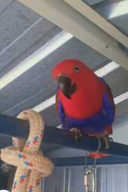 Lost Eclectus