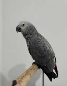 Lost African Grey