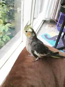 Lost Cockatiel